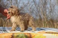 Eloise Cream & white 0cpda, a female Poodle - Toy  for sale in Memphis, TN – Photo 8 of 9