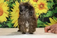 Spirit blue merle toy, a male Poodle - Toy  for sale in Memphis, TN – 3 of 6