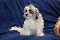 Ready Alistair Merle, a male Shihpoo and Poodle - Toy  for sale in Memphis, TN – 3 of 10