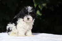 Bubbles Toy Micro , a female Miniature Goldendoodle for sale in Memphis, TN – 6 of 10