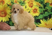 Pretzel Red/apricot Merle white , a male Poodle - Toy  for sale in Memphis, TN – 4 of 7