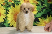 Pretzel Red/apricot Merle white , a male Poodle - Toy  for sale in Memphis, TN – 3 of 7