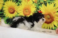 Ready Bubbles Toy Micro , a female Miniature Goldendoodle for sale in Memphis, TN – 9 of 9