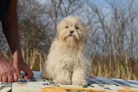 Astro all shots FABULOUS COAT, a male Shihpoo and Poodle - Toy  for sale in Memphis, TN – Photo 7 of 10