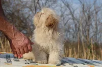 Astro all shots FABULOUS COAT, a male Shihpoo and Poodle - Toy  for sale in Memphis, TN – Photo 6 of 10