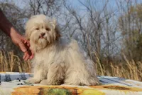 Astro all shots FABULOUS COAT, a male Shihpoo and Poodle - Toy  for sale in Memphis, TN – Photo 2 of 10