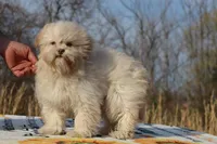 Astro all shots FABULOUS COAT, a male Shihpoo and Poodle - Toy  for sale in Memphis, TN – Photo 8 of 10