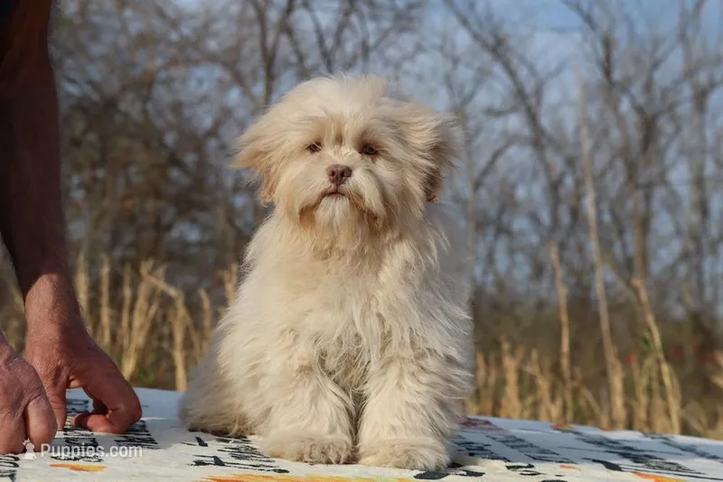 Astro all shots FABULOUS COAT – Shihpoo, Poodle - Toy  puppy for sale in Memphis, TN