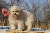 Astro all shots FABULOUS COAT, a male Shihpoo and Poodle - Toy  for sale in Memphis, TN – Photo 9 of 10