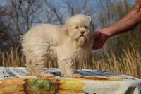 Astro all shots FABULOUS COAT, a male Shihpoo and Poodle - Toy  for sale in Memphis, TN – Photo 4 of 10