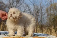 Astro all shots FABULOUS COAT, a male Shihpoo and Poodle - Toy  for sale in Memphis, TN – Photo 3 of 10