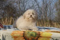 Astro all shots FABULOUS COAT, a male Shihpoo and Poodle - Toy  for sale in Memphis, TN – Photo 10 of 10