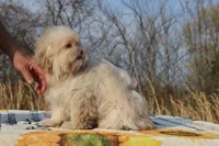 Astro all shots FABULOUS COAT, a male Shihpoo and Poodle - Toy  for sale in Memphis, TN – Photo 5 of 10