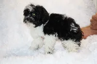 Ready Toy Pierce , a male Shihpoo and Poodle - Toy  for sale in Memphis, TN – 2 of 10