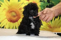 Toy Jasper Black and white , a male Poodle - Toy  for sale in Memphis, TN – 4 of 10