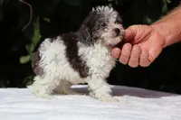 Toy Micro Birdie Blue merle , a female Miniature Goldendoodle for sale in Memphis, TN – 4 of 8