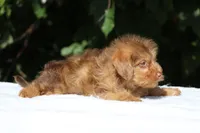 Colt Chocolate merle , a male Yorkipoo for sale in Memphis, TN – 10 of 10