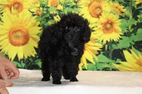Pedro Toy Black , a male Poodle - Toy  for sale in Memphis, TN – 5 of 10