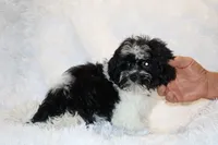 Ready Toy Pierce , a male Shihpoo and Poodle - Toy  for sale in Memphis, TN – 9 of 10