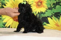 Melina Black Toy Beauty , a female Poodle - Toy  for sale in Memphis, TN – 2 of 10