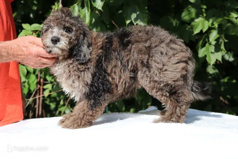David Ready 11#-20# – Miniature Bernedoodle puppy for sale in Memphis, TN