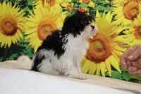 Ready Bubbles Toy Micro , a female Miniature Goldendoodle for sale in Memphis, TN – 6 of 9