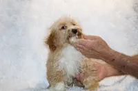 Ready Julian, a male Cockapoo and Poodle - Miniature  for sale in Memphis, TN – 7 of 10