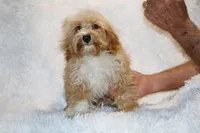 Ready Julian, a male Cockapoo and Poodle - Miniature  for sale in Memphis, TN – 3 of 10