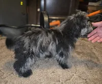 Daisy Blue Merle Wonderful coat, a female Shihpoo and Poodle - Toy  for sale in Memphis, TN – 4 of 8