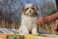 2 blue eyes Lavender Merle , a male Shihpoo and Poodle - Toy  for sale in Memphis, TN – 6 of 8