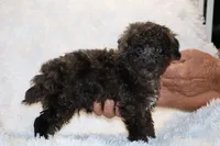 Blue eyed Ice Man, a male Poodle - Miniature  for sale in Memphis, TN – 10 of 10