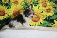 Ready toy Micro Birdie Bluemerle , a female Miniature Goldendoodle for sale in Memphis, TN – 3 of 10