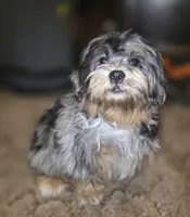 Phantom Merle Beauty , a female Shihpoo and Poodle - Toy  for sale in Memphis, TN – 5 of 8