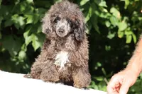 Blue eyed Ice Man, a male Poodle - Toy  for sale in Memphis, TN – 9 of 10