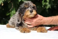 11-20# Gideon Phantom , a male Miniature Bernedoodle for sale in Memphis, TN – 9 of 9