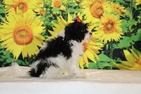 Ready Bubbles Toy Micro , a female Miniature Goldendoodle for sale in Memphis, TN – 5 of 9