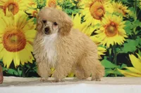 Pretzel Red/apricot Merle white , a male Poodle - Toy  for sale in Memphis, TN – 6 of 7