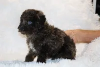 Blue eyed Ice Man, a male Poodle - Miniature  for sale in Memphis, TN – 2 of 10