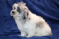 Alistair Blue eye Merle , a male Shihpoo and Poodle - Toy  for sale in Memphis, TN – 8 of 9
