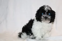 Toy Pierce black parti, a male Shihpoo and Poodle - Toy  for sale in Memphis, TN – 1 of 3