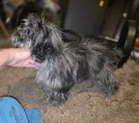 Daisy Blue Merle Wonderful coat, a female Shihpoo and Poodle - Toy  for sale in Memphis, TN – 5 of 8