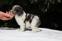 Toy Micro Birdie Blue merle , a female Miniature Goldendoodle for sale in Memphis, TN – 5 of 8