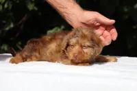 Colt Chocolate merle , a male Yorkipoo for sale in Memphis, TN – 4 of 10