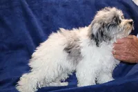 Alistair Blue eye Merle , a male Shihpoo and Poodle - Toy  for sale in Memphis, TN – 5 of 9