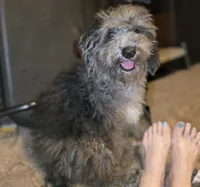 David Mini sized, a male Miniature Bernedoodle for sale in Memphis, TN – 4 of 9