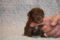 Toy Judah Chocolate, a male Poodle - Toy  for sale in Memphis, TN – Photo 6 of 10