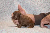 Toy Judah Chocolate, a male Poodle - Toy  for sale in Memphis, TN – Photo 3 of 10