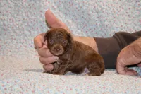 Toy Judah Chocolate, a male Poodle - Toy  for sale in Memphis, TN – Photo 2 of 10
