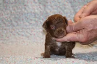 Toy Judah Chocolate, a male Poodle - Toy  for sale in Memphis, TN – Photo 8 of 10