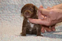 Toy Judah Chocolate, a male Poodle - Toy  for sale in Memphis, TN – Photo 1 of 10